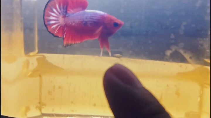 betta fish😘😘