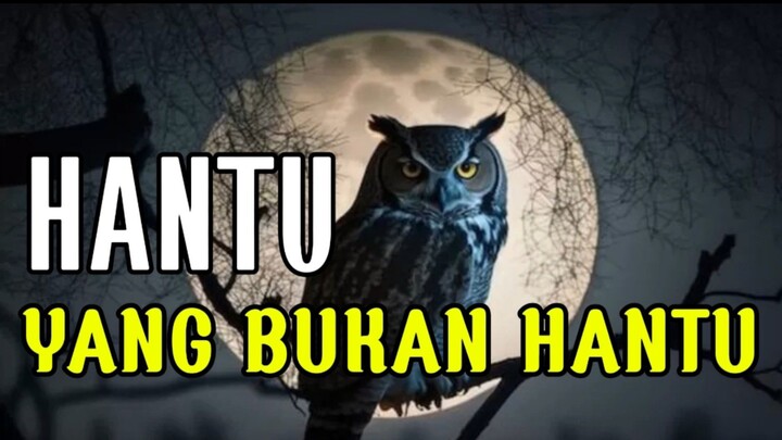 Sedikit Tentang Burung Hantu