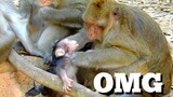 OMG Monkey Groom Baby Or Mistreat Baby, Look Baby Monkey Can't Escape, MK 04