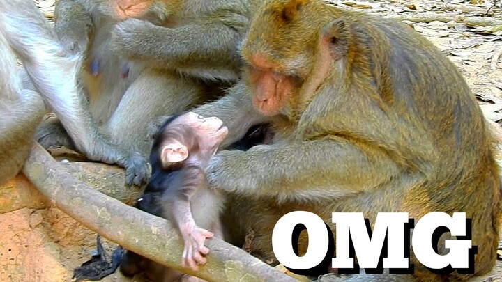 OMG Monkey Groom Baby Or Mistreat Baby, Look Baby Monkey Can't Escape, MK 04