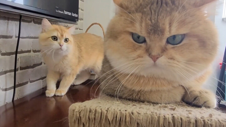 Động vật|Hai chú mèo Chinchilla tương tác với nhau