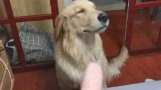 The Golden Retriever Can Probably Get Your Tone of Voice.