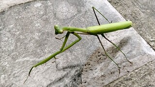 Mantis