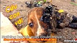 Hành trình Giải cứu những chú chó bị dính nhựa đường