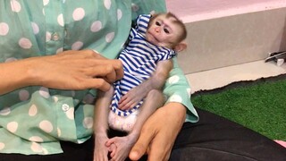 Mummy play and lulls monkey Mino to sleep in hand