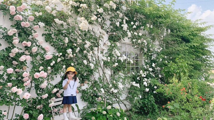 He spent three years building a garden, and finally the walls were covered with flowers!