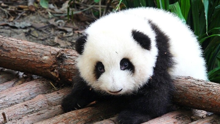 [Panda He Hua] Panda He Hua Mencoba Memanjat Rangka Kayu