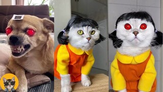 Squid Game Netflix Dogs And Cats - Tik Tok Dog Squid Game #2| Pets House