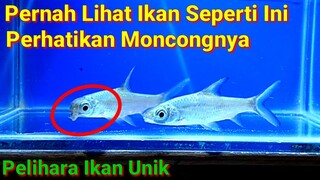 Ikan Unik Mirip Burung Ada Paruhnya