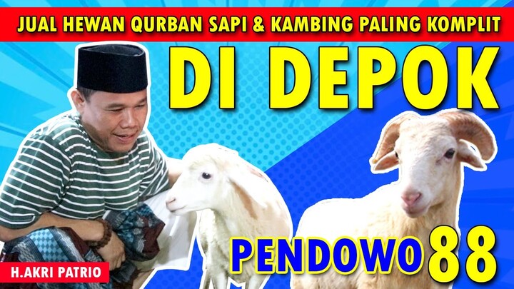 H AKRI PATRIO KE KANDANG PETERNAKAN KAMBING DAN SAPI DI PENDOWO 88 DEPOK
