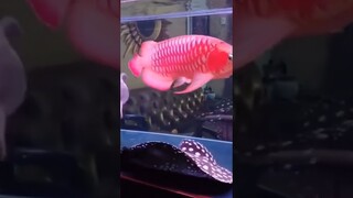 Arowana Fish Super Red