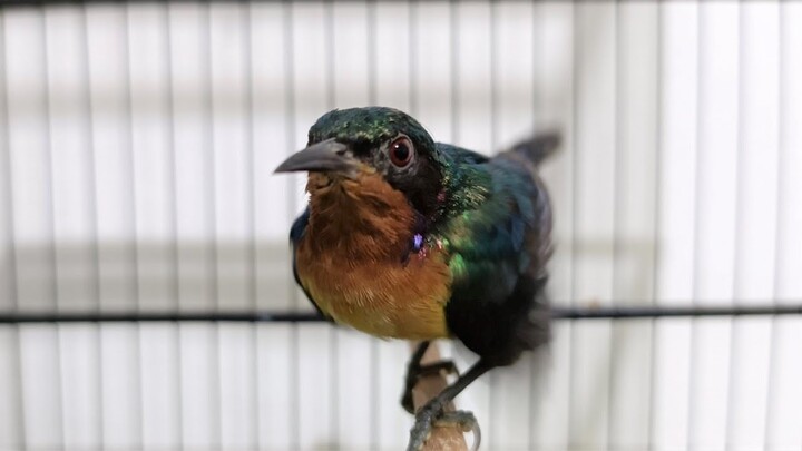 Coba Pancingan ini, AMPUH Untuk Memancing Kolibri Wulung Agar Bunyi Gacor