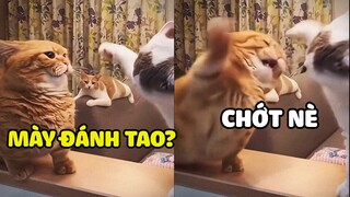 Đừng tưởng tao CHÂN NGẮN là không đánh được mày nha| Pets TV