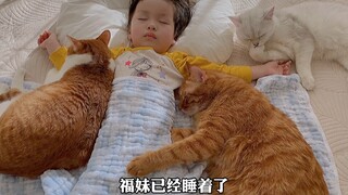 猫咪们又来陪小主人睡觉，有着小家伙的出现就是为了治愈你