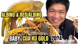 BABY IGUANA ALBINO ,RED ALBINO 2024 THẾ HỆ KẾ TIẾP CỦA KU GOLD