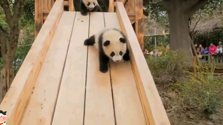 【Panda】Panda likes children's slide after trying twice