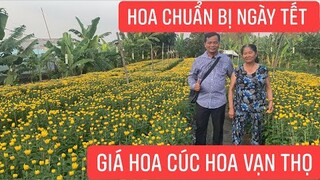 Số lượng hoa cúc và vạn thọ cực khủng chuẩn bị cho ngày Tết bán với giá cực rẻ !!!