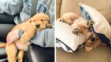 These Cute Golden Puppies Are Adorable 😍 Watch It All To See What You're Doing 🐶 😋| Cute Puppies