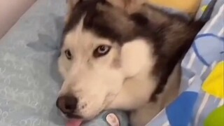 Con husky duy nhất trong cả đàn chỉ bị chủ nhân của nó chán nản, người và chó phải phát điên!