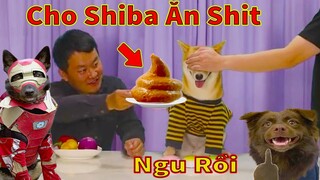 Thú Cưng TV | Ken Trẻ Trâu Bướng Bỉnh #15 | chó Shiba thông minh vui nhộn |Pets funny cute smart dog