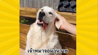สัตว์เลี้ยงพื่อนขนปุย : เจ้าหมาจอมวุ่นวาย