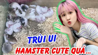 Bà Vê Rước Về Thêm 2 Bé Hamster Winter White Màu Hiếm - Vê Vê Animal