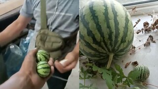Seorang pria membawakan semangka yang ditanam di balkonnya kepada temannya, yang tertawa terbahak-ba