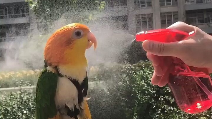 What will happen if you spray water on a parrot on a hot summer day?