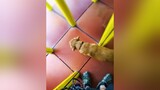 🤣😂 dog dogs dogsofttiktok funny funnyvideo pet