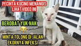 Astagfirullah Kucing Ini Minta Tolong Karena Ekornya Membusuk Kecelakaan Di Jalan..!