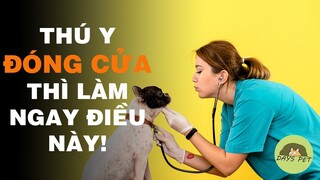 Cách chăm sóc mèo bị ốm ngay trong mùa dịch - Dayspet