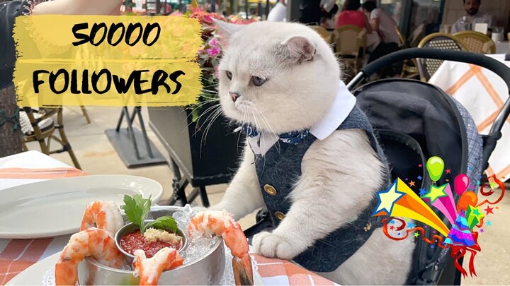 Big British shorthair cat Apollo celebrates 50K followers on YouTube