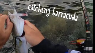 CATCHING BARRACUDA 🎣🐟