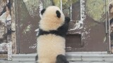 Some pandas escape, some pandas guard the exits, some pandas even become ushers.