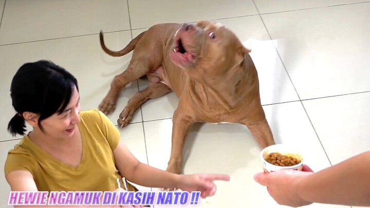HEWIE NGAMUK DAN PINGSAN ! NGAK MAU MAKAN NATO #hewiepitbull