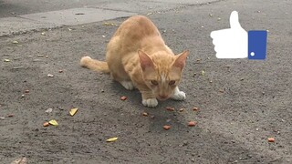 Memberi Makan Kucing Oranye di Jalan