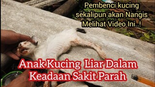 Di Temukan Anak Kucing Liar Kondisinya Sakit Parah | Pembenci Kucing Sekalipun Pasti Akan Menangis.!