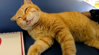 [Animals]Lovely moments of stray cats in a Japanese station