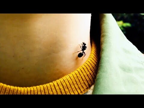 Bitten By Rare Ant, He Gains The Powers Of An Ant | Antboy 2013 Movie Recap