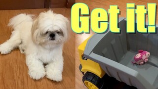 My Dog Reacts to the Pink Mouse AGAIN! (Cute & Funny Shih tzu Dog Video)