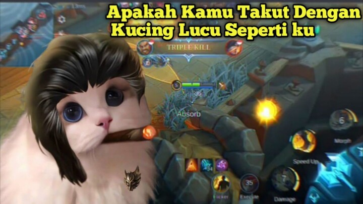 Apakah Kamu Takut Dengan Kucing Lucu Seperti Ku? 😺