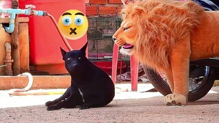 Best Funny Clip - Fake Lion vs Sleeping dog funny video Must watch 2021