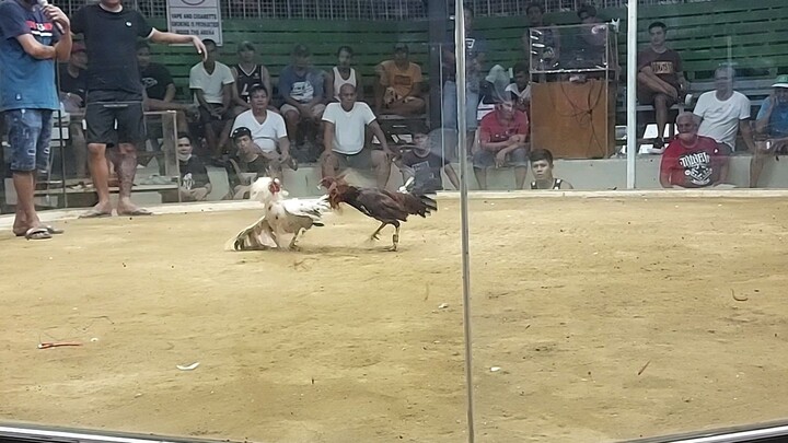 Buhay na muling nabuhay. Red Kelso of DOS Gamefarm. Calamba Cockpit Arena