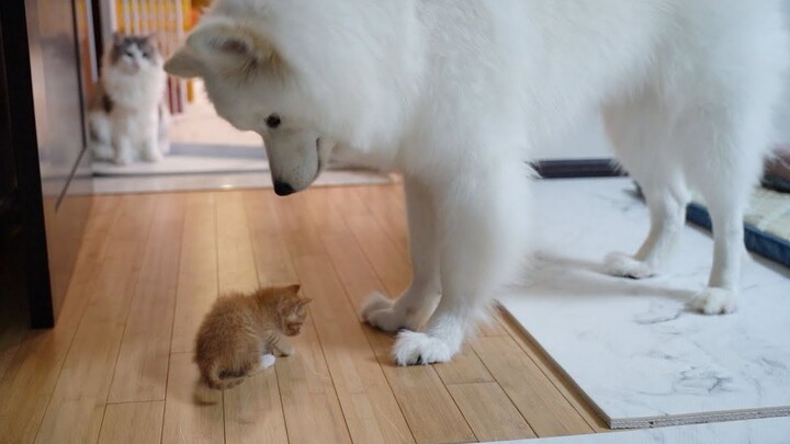 เมื่อหมาขนาดใหญ่เจอกับน้องแมวตัวเล็ก...
