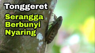 TONGGERET Serangga Berbunyi Nyaring
