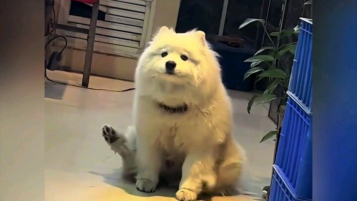 I'm not the only one who thinks it's cute~ Samoyed