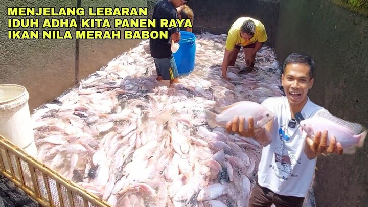 MENJELANG LEBARAN IDUH ADHA KITA PANEN RAYA IKAN NILA MERAH BABON