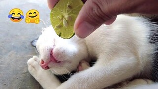 Funniest Cat Videos That Will Make You Laugh MEOW