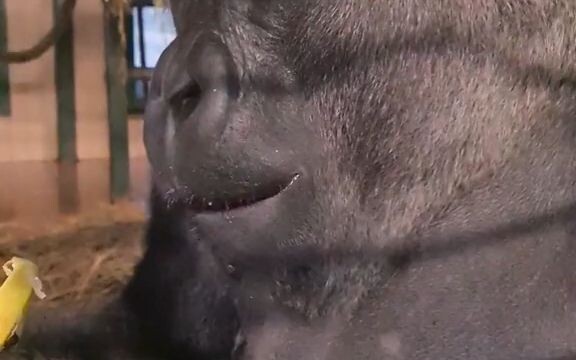 Bagaimana cara makan pisang yang benar?