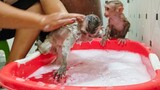 Adorable Toto having so much fun when Mom takes a bath for her  She really enjoys swimming & diving